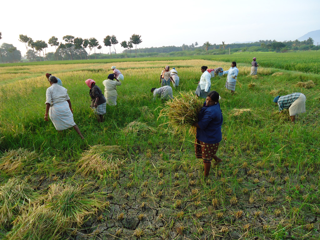 Agritech Portal Rice Photo Bank